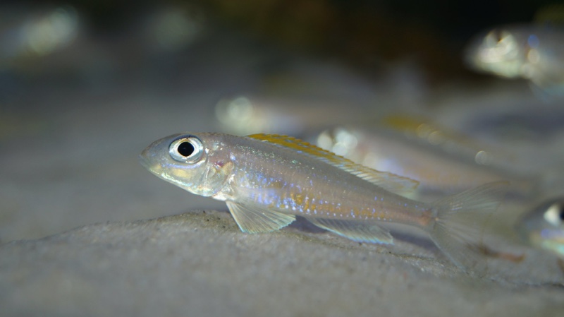 Xenotilapia flavipinnis 'Mutondwe (Crocodile) Island'